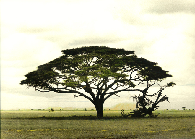 Amboseli-Arbre