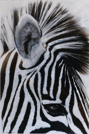 profil-de-zebre